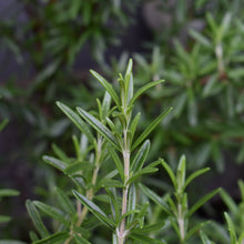 Load image into Gallery viewer, Fresh Rosemary - freshly picked  and spray free | Toi Toi Botancials