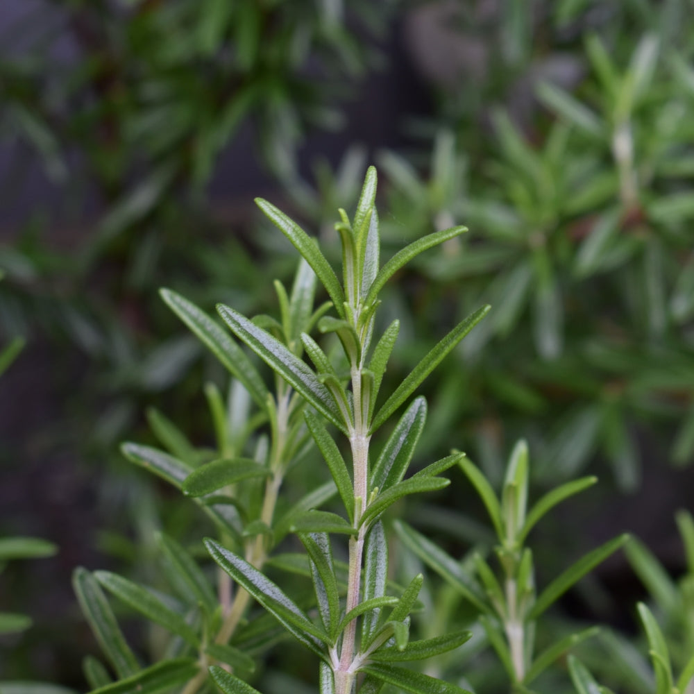 Fresh Rosemary - freshly picked  and spray free | Toi Toi Botancials