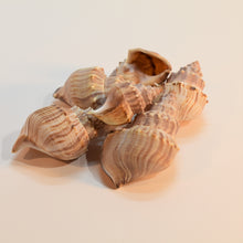 Load image into Gallery viewer, Buy sea shells for craft projects from Toi TOi Botanicals