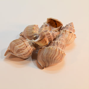 Buy sea shells for craft projects from Toi TOi Botanicals