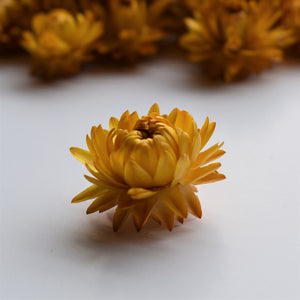 Dried strawflower heads for crafts of floral displays available at Toi Toi Botanicals NZ