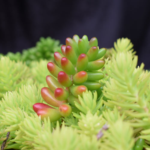 Succulent Plants - small collection