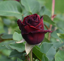 Load image into Gallery viewer, Beautiful red rose growing in the Toi Toi Botanicals garden