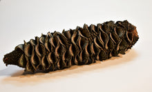 Load image into Gallery viewer, Single Banksia cone for sale at Toi Toi Botanicals