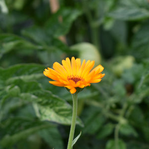 Orange calendula flower seeds available at Toi Toi Botanicals