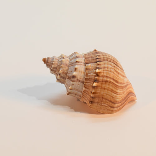 Sea shell for terratium decoration 