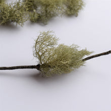 Load image into Gallery viewer, Single usnea beard lichen on branch