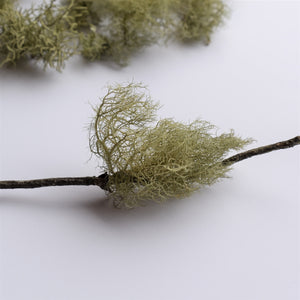 Single usnea beard lichen on branch