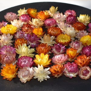 small strawflowers for crafting projects | Toi Toi Botanicals