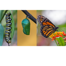 Load image into Gallery viewer, Butterfly life cycle with swan plant | Toi Toi Botanicals
