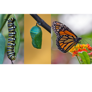 Butterfly life cycle with swan plant | Toi Toi Botanicals