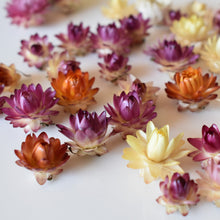 Load image into Gallery viewer, Tiny strawflower heads | Toi Toi Botancials