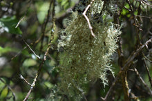 Load image into Gallery viewer, Usnea beard lichen hanging on the tree