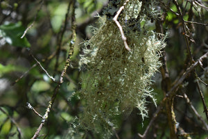 Usnea beard lichen hanging on the tree