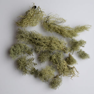 Usnea moss for terrariums available at Toi Toi Botanicals