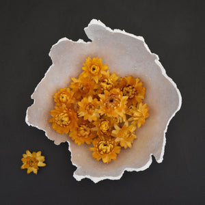 Gold coloured dried strawflowers for sale at Toi Toi Botanicals