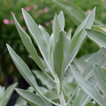 Load image into Gallery viewer, White sage fresh | Toi Toi Botanicals