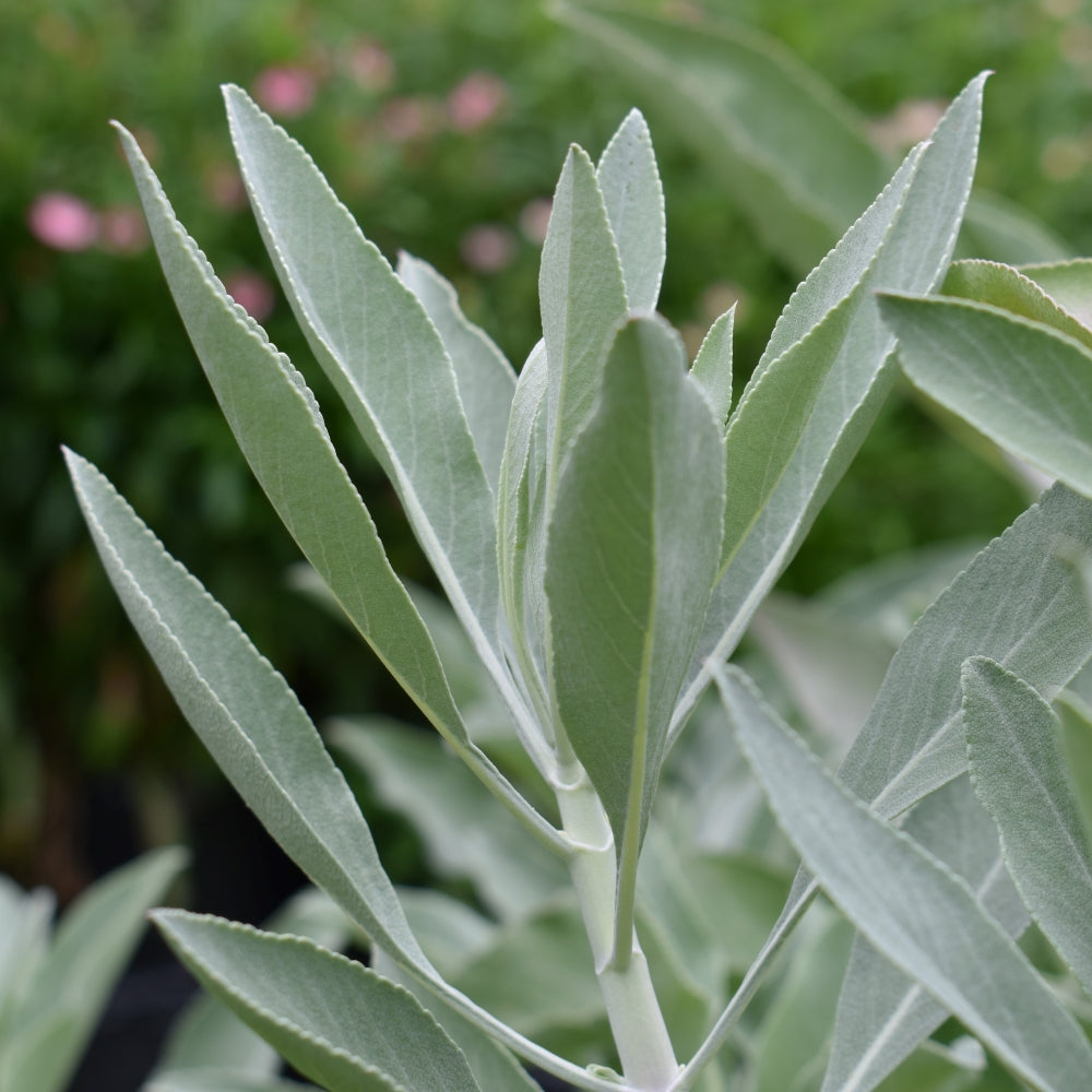 White sage fresh | Toi Toi Botanicals