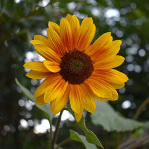 Cute smaller sunflowers available in the sunflower surprise seed mixture 