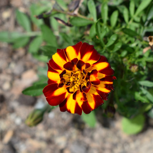 Marigold flower with deep reds and oranges