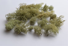 Load image into Gallery viewer, 10gm of usnea beard moss / lichen 