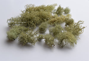 10gm of usnea beard moss / lichen 
